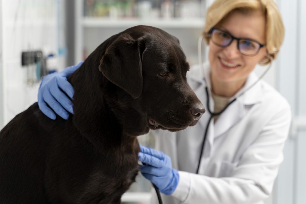 Veterinária examinando cachorro em atendimento clínico especializado